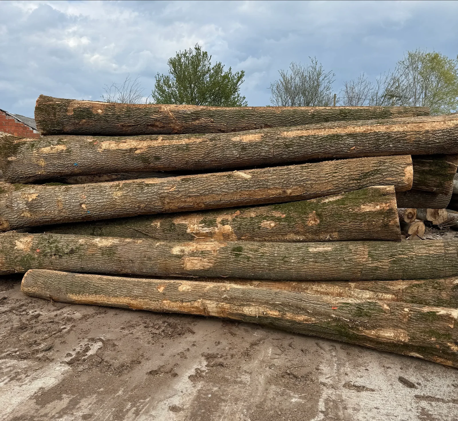 Stammholz – Esche